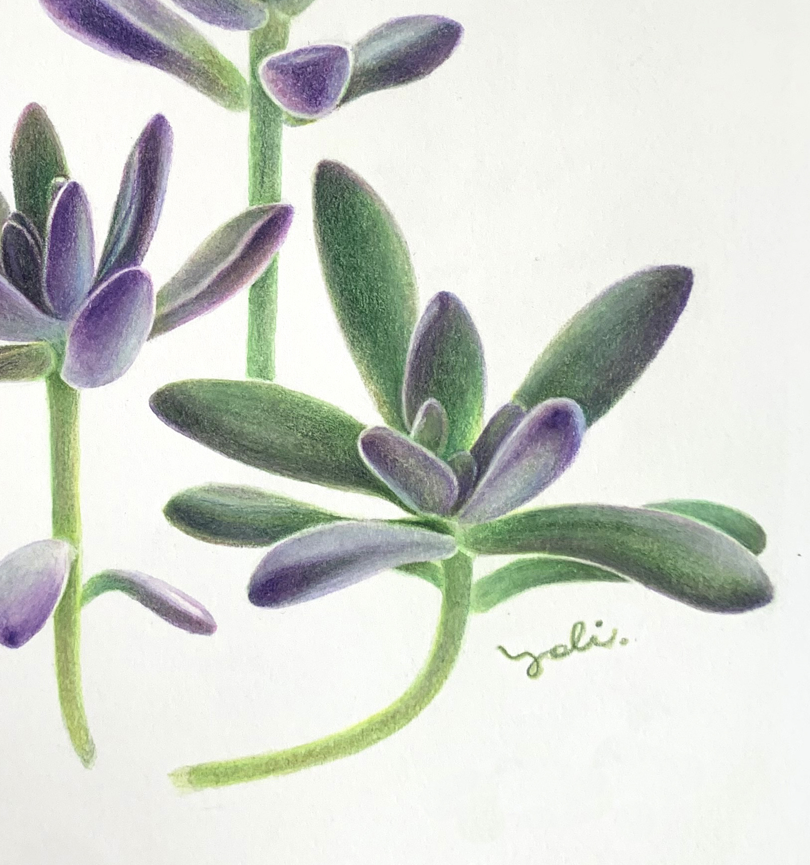 Yoli水性色鉛筆的創意花繪