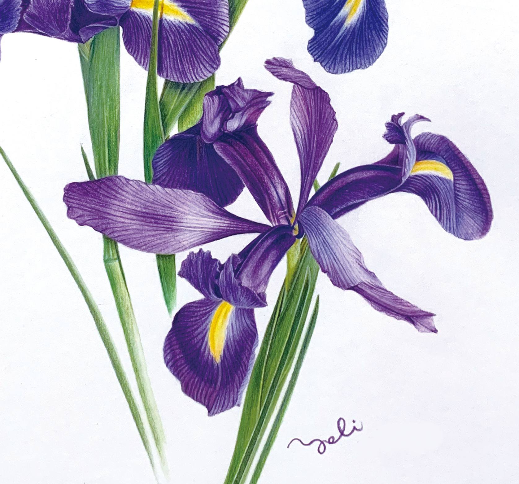 Yoli水性色鉛筆的創意花繪