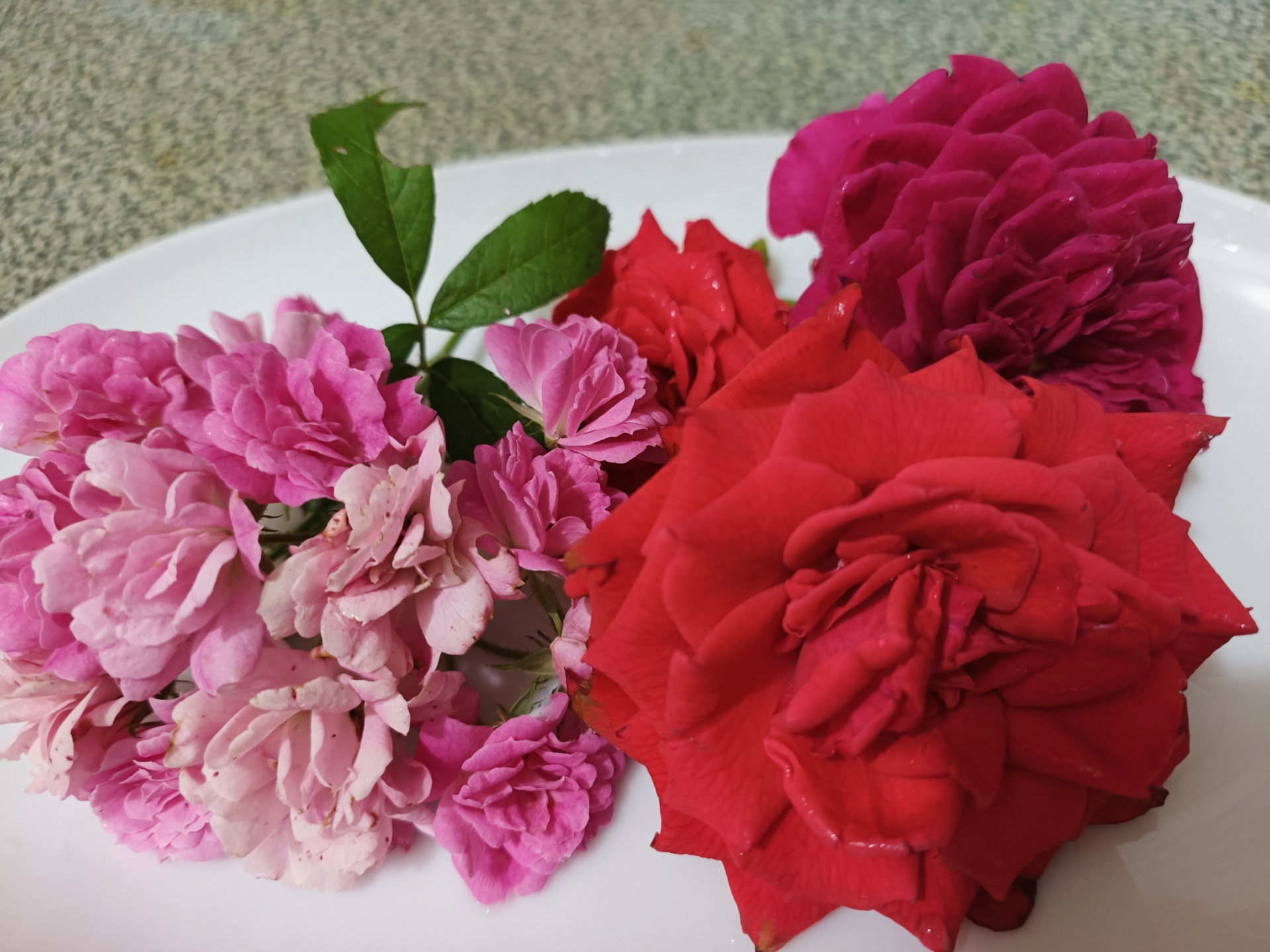 香草玩家樂趣多