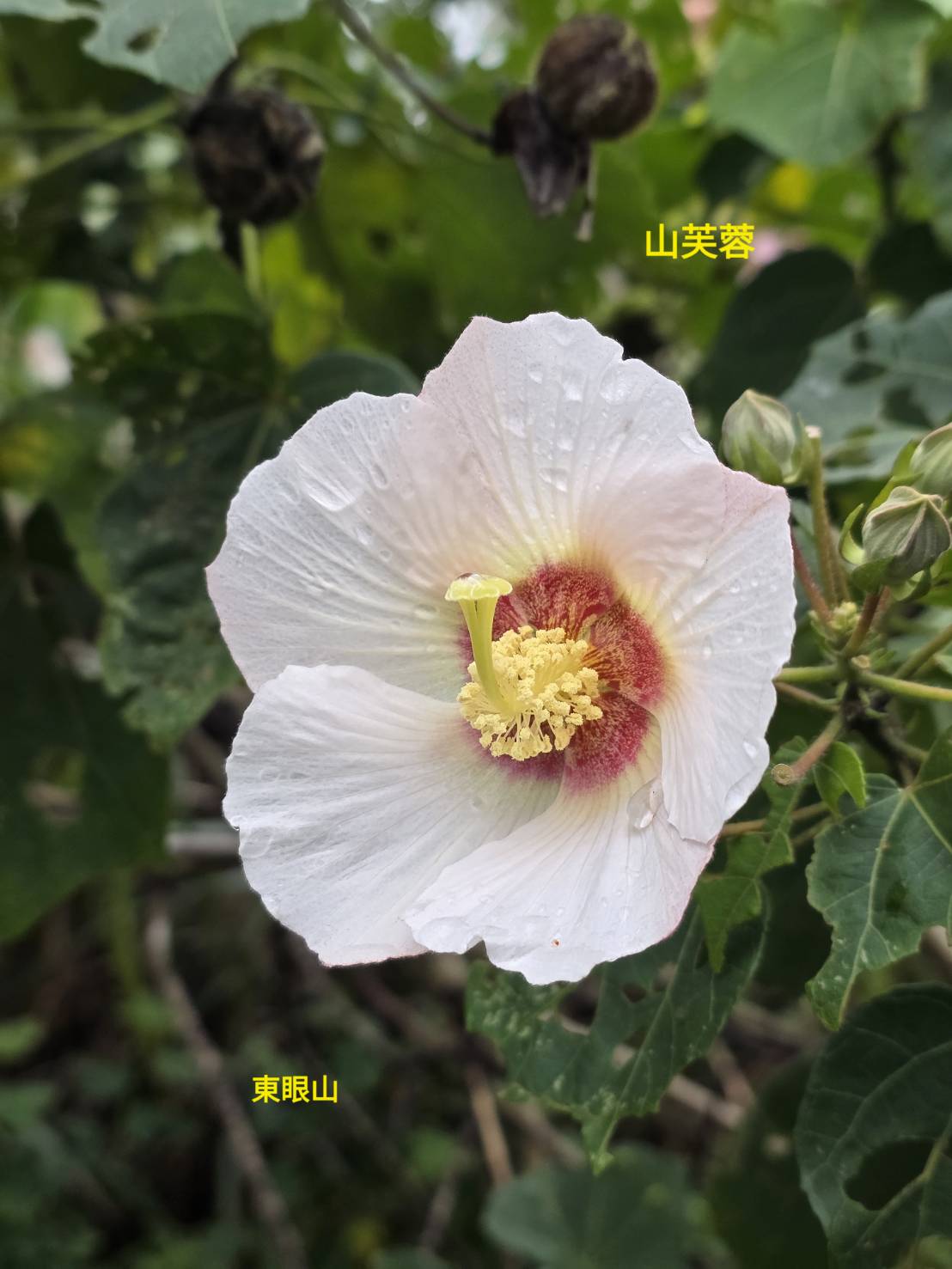 手工皂與臺灣青草的邂逅