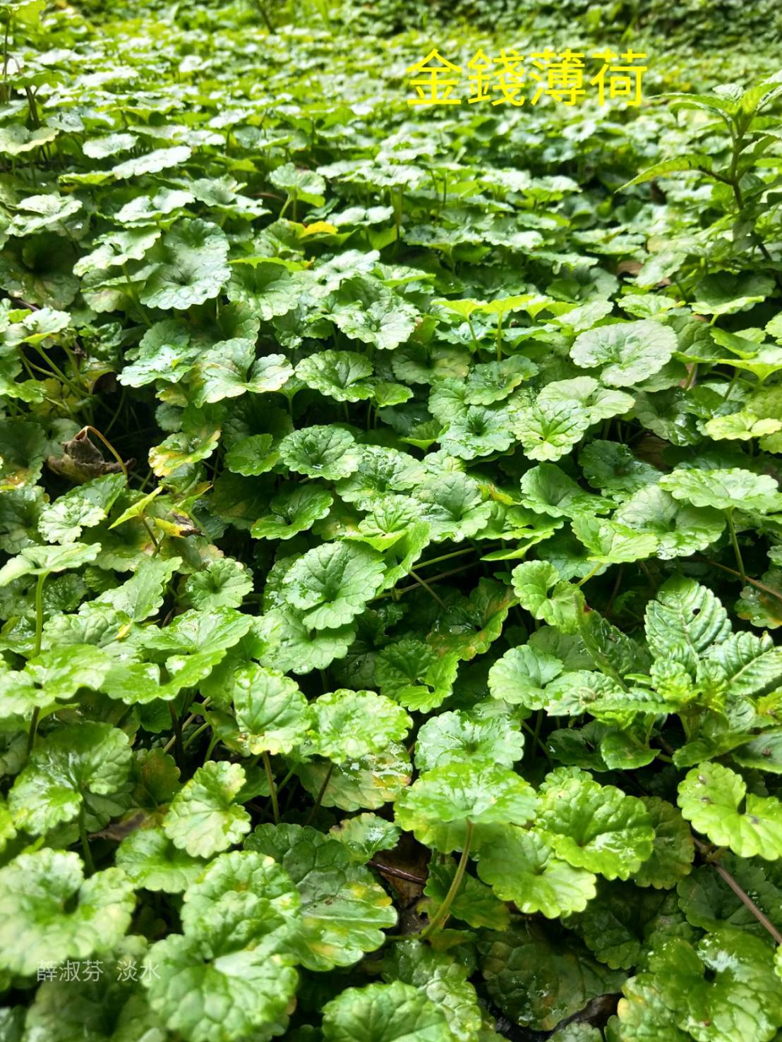 手工皂與臺灣青草的邂逅