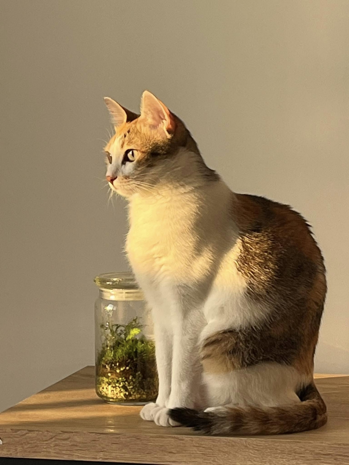 城市中的低碳綠生活-零廢棄生活習作