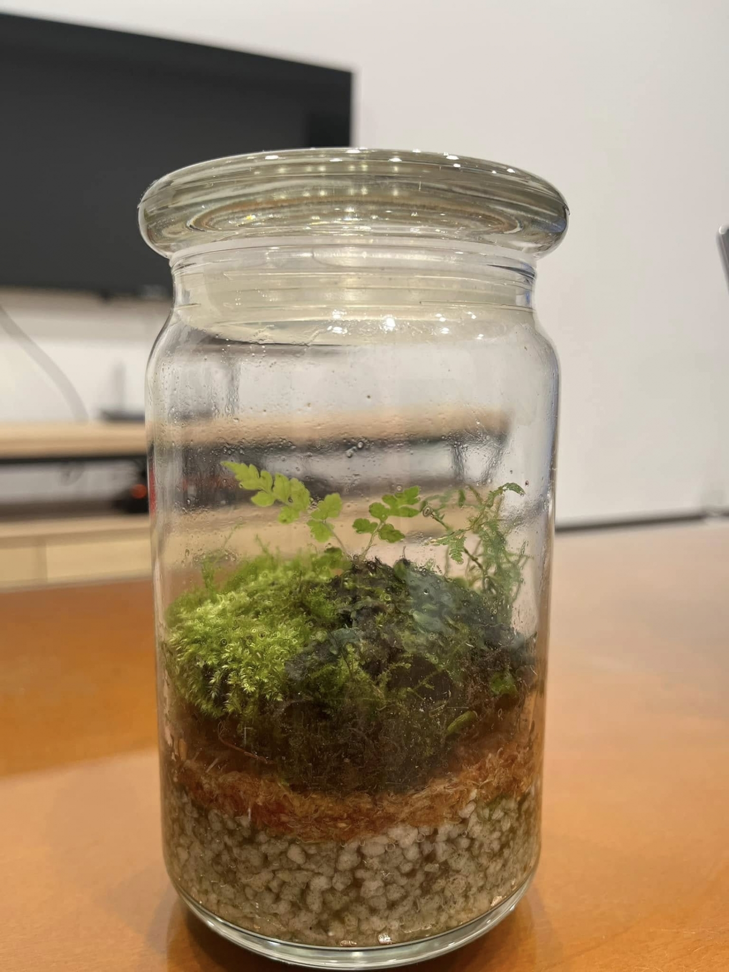 城市中的低碳綠生活-零廢棄生活習作