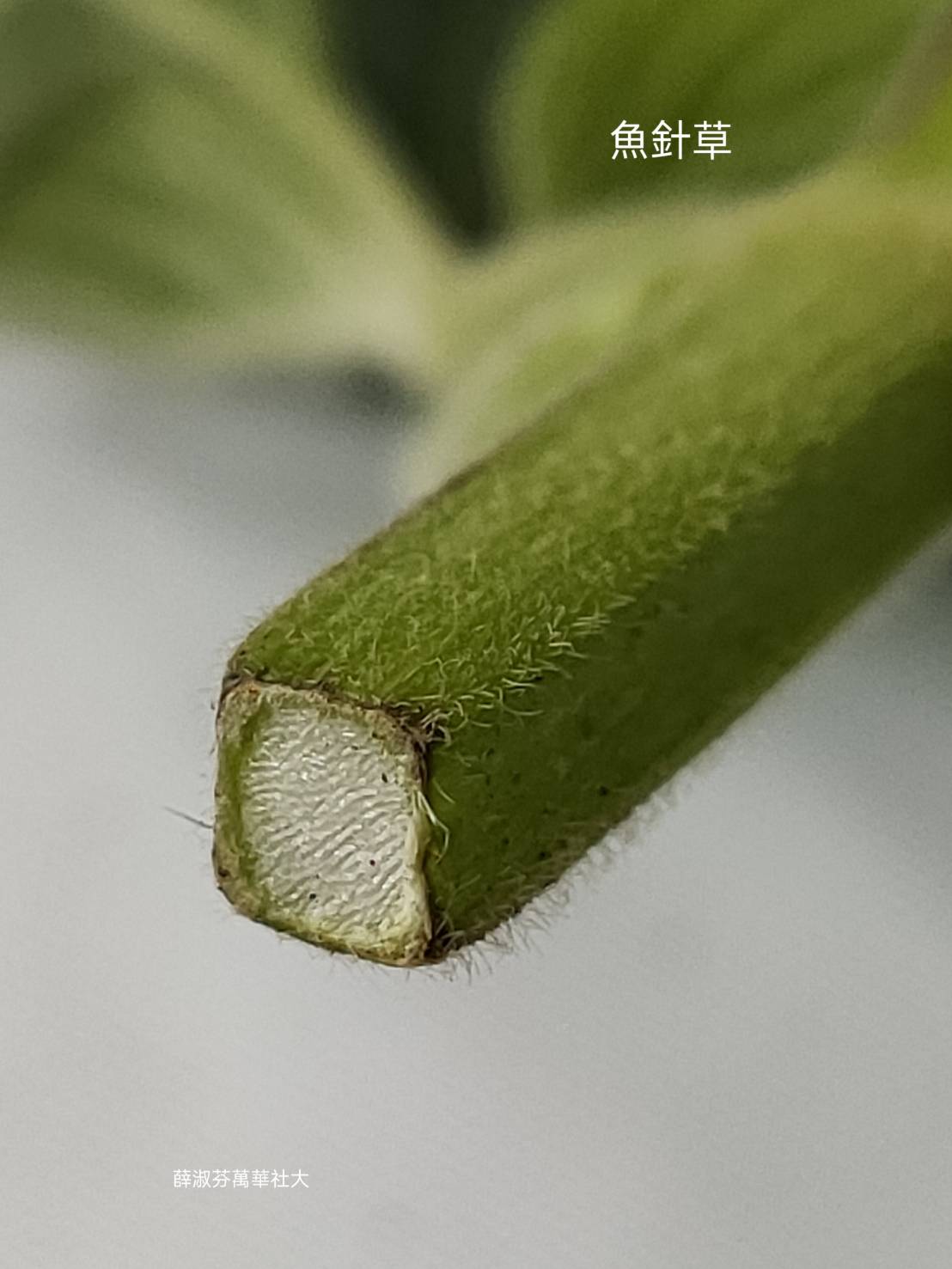 手工皂與臺灣青草的邂逅