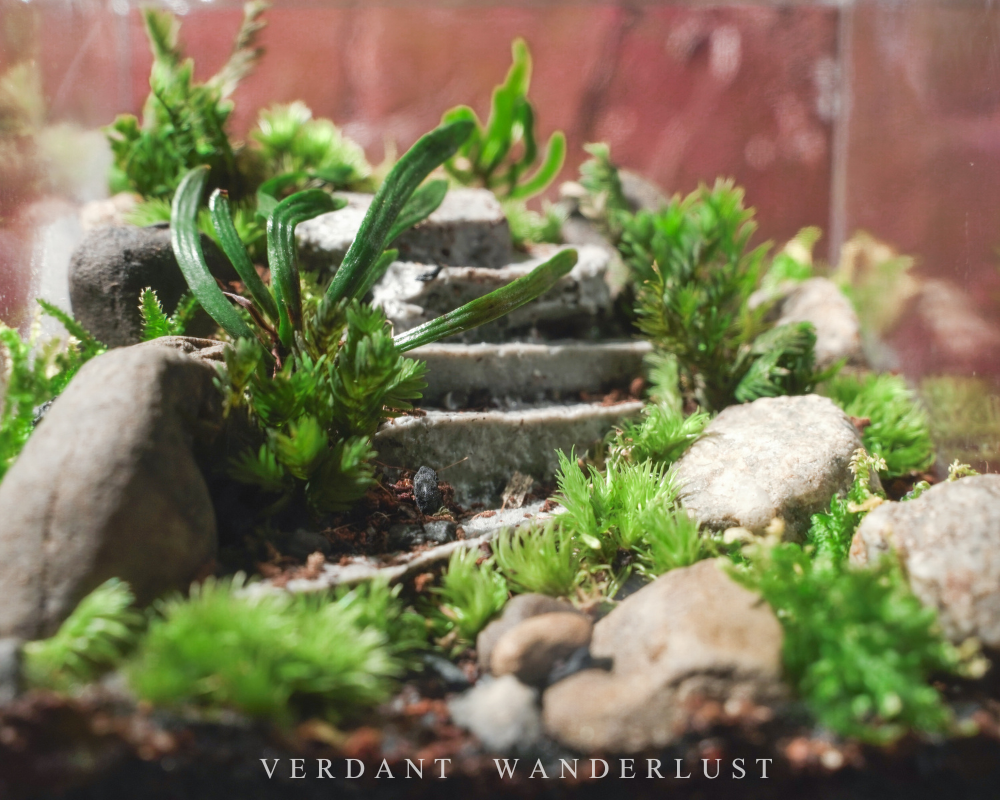 掌中綠意與造景美學-初階