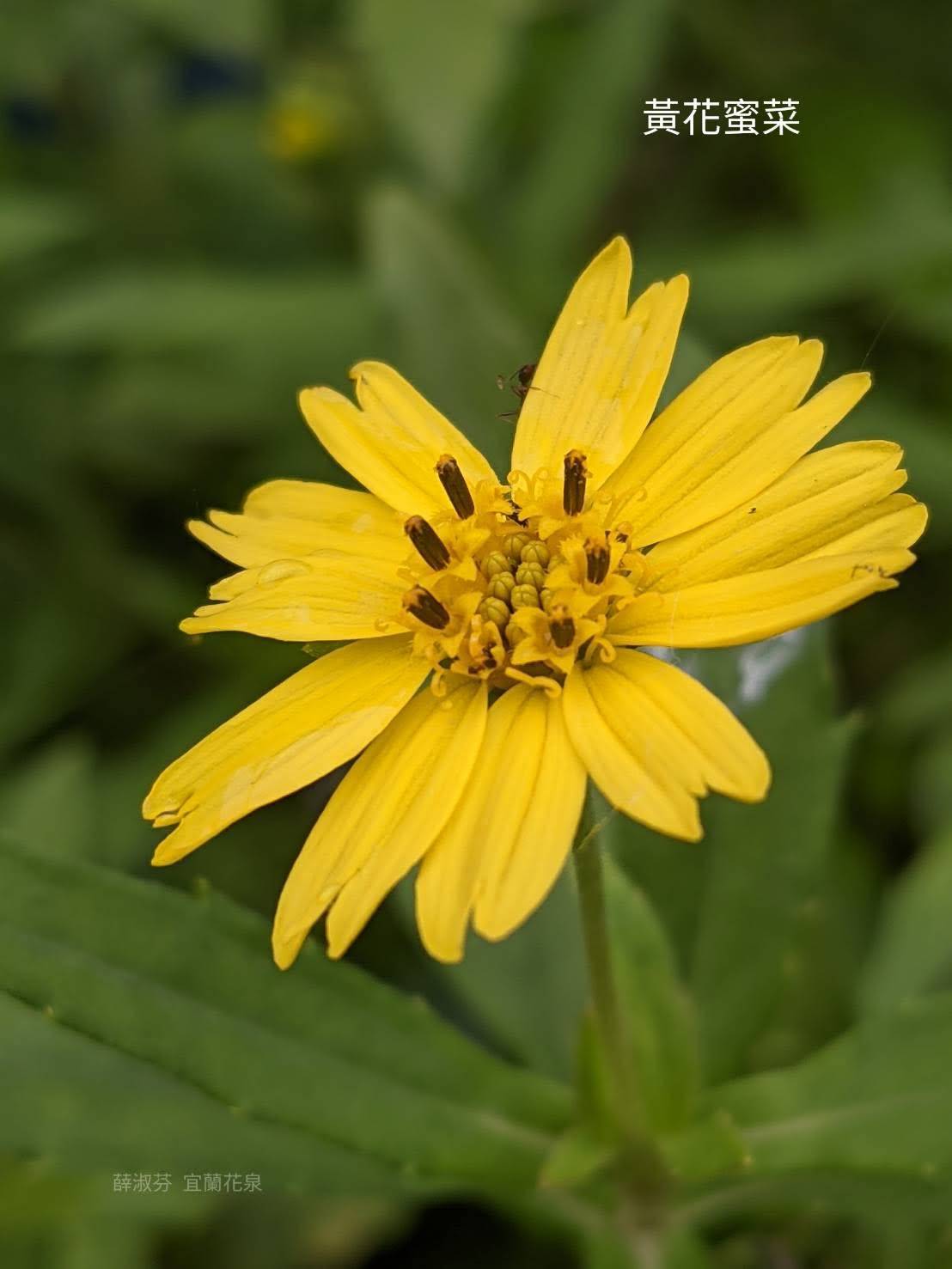 手工皂與臺灣青草的邂逅