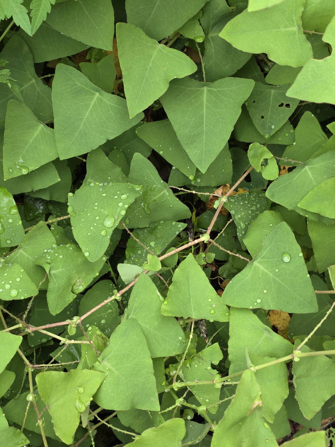 手工皂與臺灣青草的邂逅