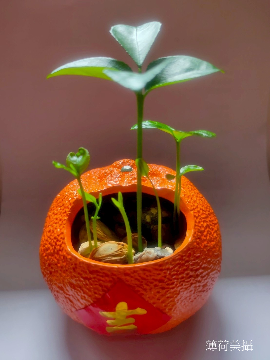 玩香草放輕鬆