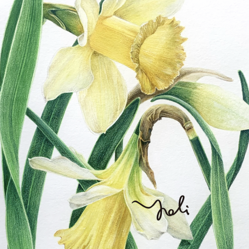 Yoli水性色鉛筆的創意花繪