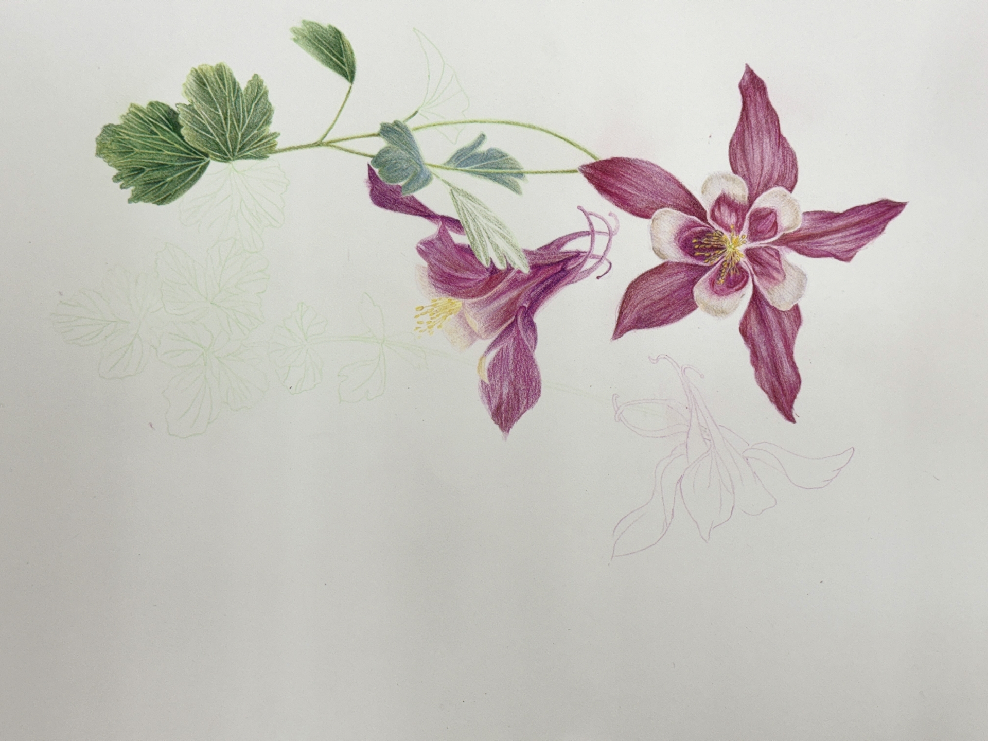 植物學繪畫藝術-色鉛筆(一)