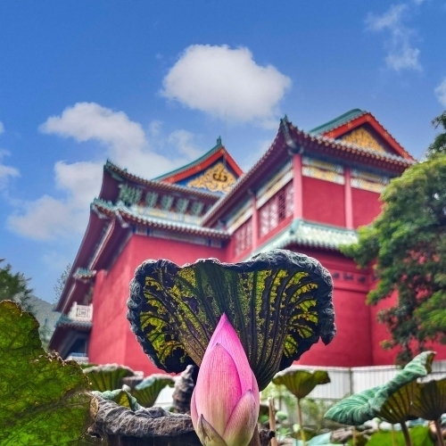 手機美拍與實用AI-APP運用